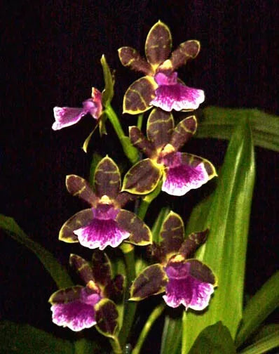 Zygopetalum Orchid Plant 2.5" Pot Fragrant Artur Elle 'Tombstone' Indoor Orchid Gift