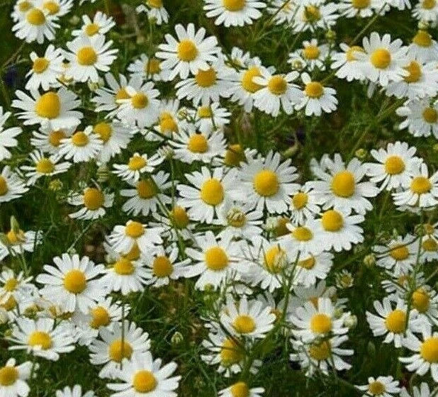 German Chamomile Seeds - 2000+ Fragrant Herb for Tea, Annual Garden Plant, Matricaria chamomilla, Easy to Grow, Free Shipping