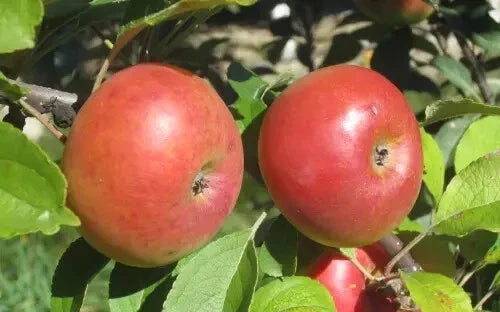 Lady Apple Seeds - Heirloom Malus domestica 'Lady Apple' for Garden Planting, Fruit Production, Non-GMO, USA