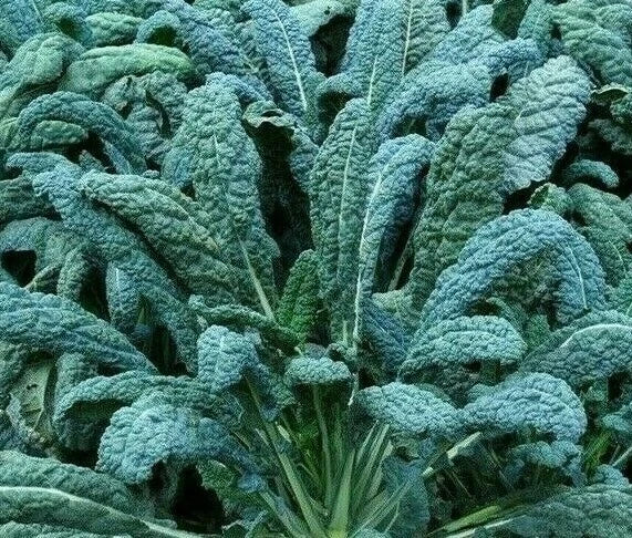 Lacinato Kale Seeds 300+ Count | Organic Dinosaur Kale Heirloom Seeds