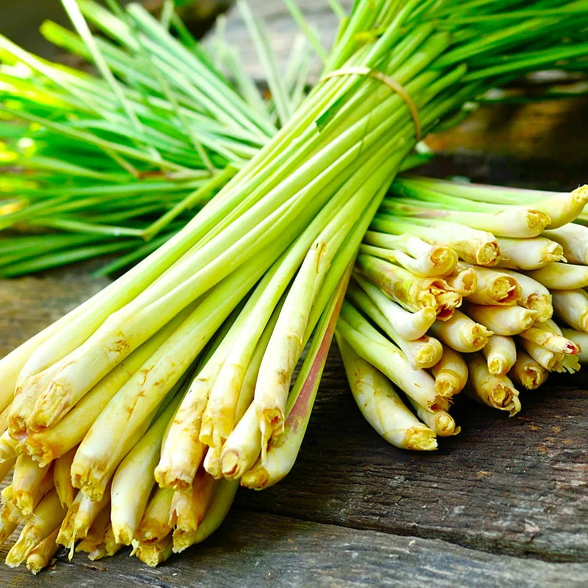 West Indian Lemongrass Seeds - Cymbopogon citratus - Aromatic Perennial Herb for Landscaping & Insect Repellent