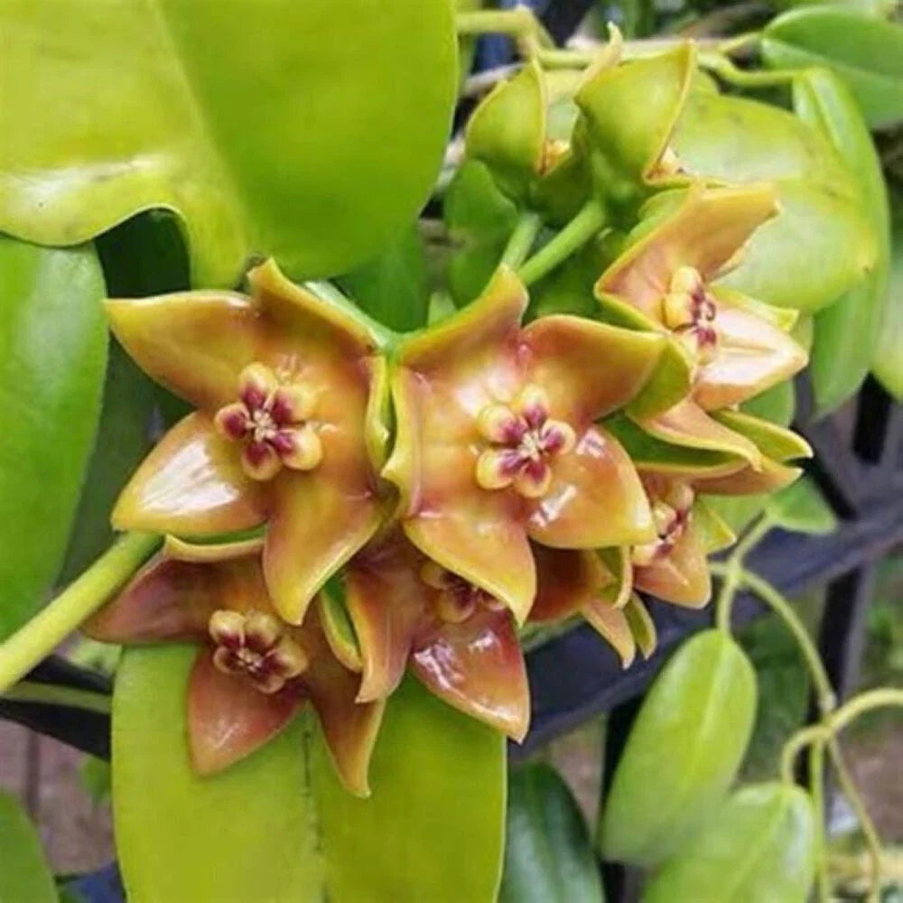 Hoya Ariadna Plant in 3.5" Pot, Trailing Eriostemma Ariadna Indoor Houseplant, Low Maintenance, Waxy Leaves