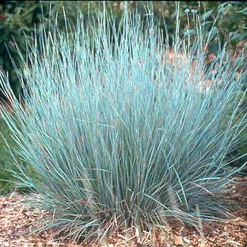 Little Bluestem Grass Seeds - Organic 200 Schizachyrium scoparium for Prairie Gardens & Borders