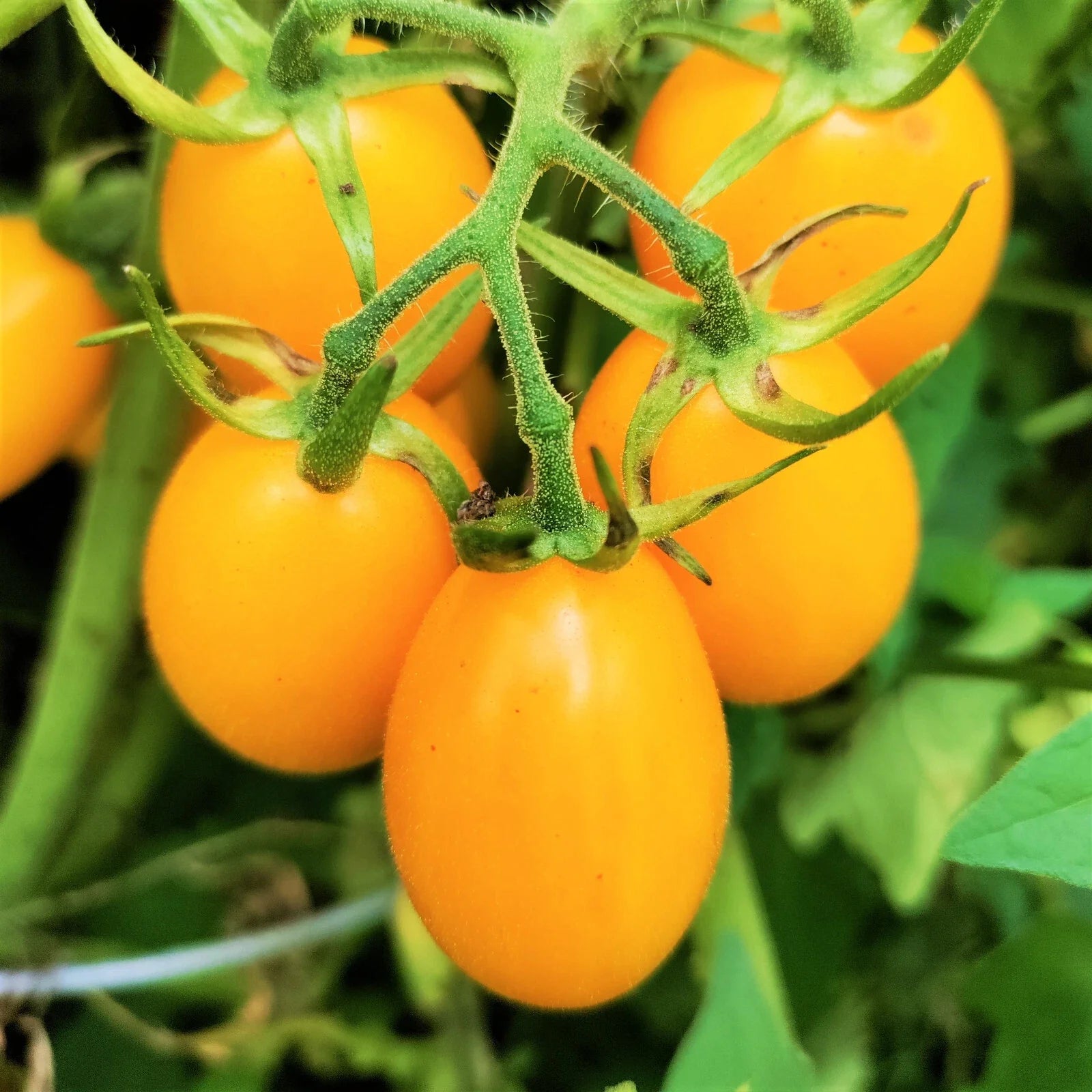 Yellow Plum Grape Tomato Seeds | Indeterminate Pear-Shaped Cherry Tomatoes | Solanum lycopersicum | 2025 Harvest
