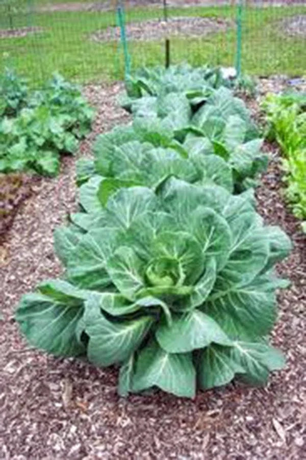 Collard Greens Seeds Vates Heirloom Non-GMO 1000 Pack Brassica oleracea