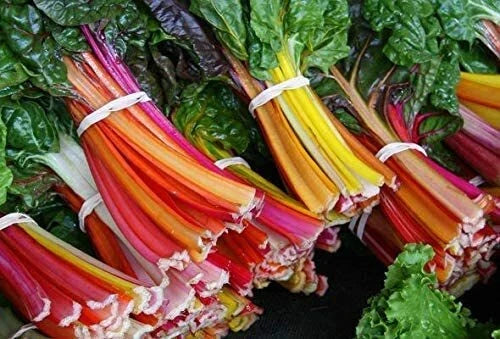Swiss Chard Seeds 100 Count - Colorful Rainbow Varieties - Beta vulgaris subsp. cicla