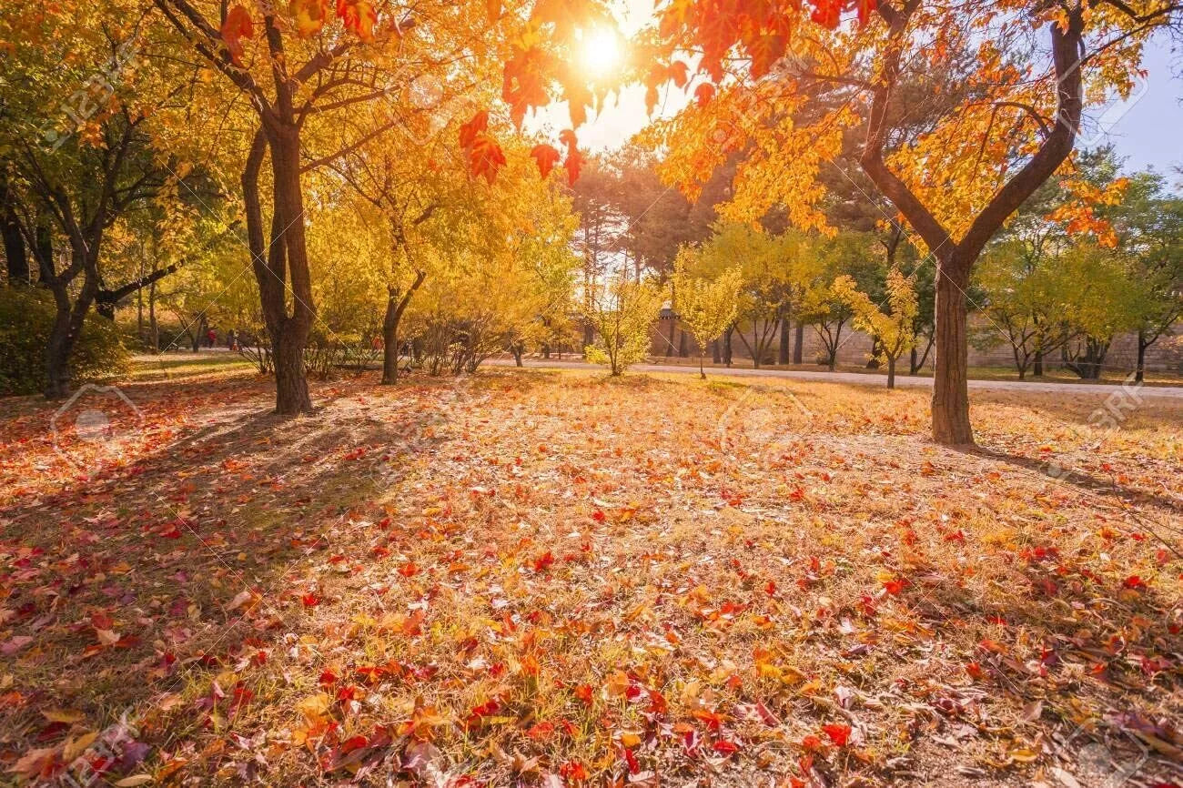 50 Sugar Maple Tree Seeds - Acer Saccharum - Vibrant Yellow Fall Foliage for Landscaping and Gardening