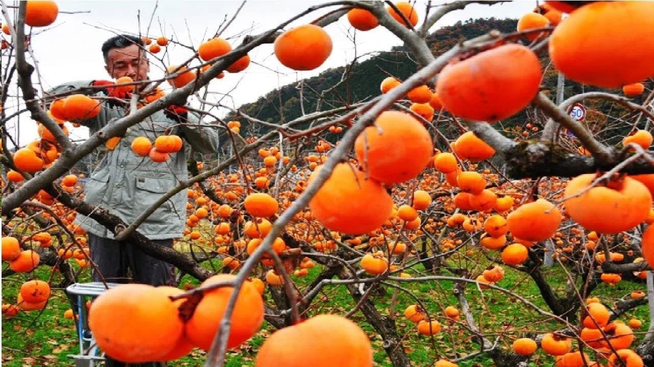 Japanese Persimmon Tree Seeds - 10 Seeds Diospyros kaki Edible Fruit, Easy to Grow, Deciduous, Garden, Fruit Tree Seeds