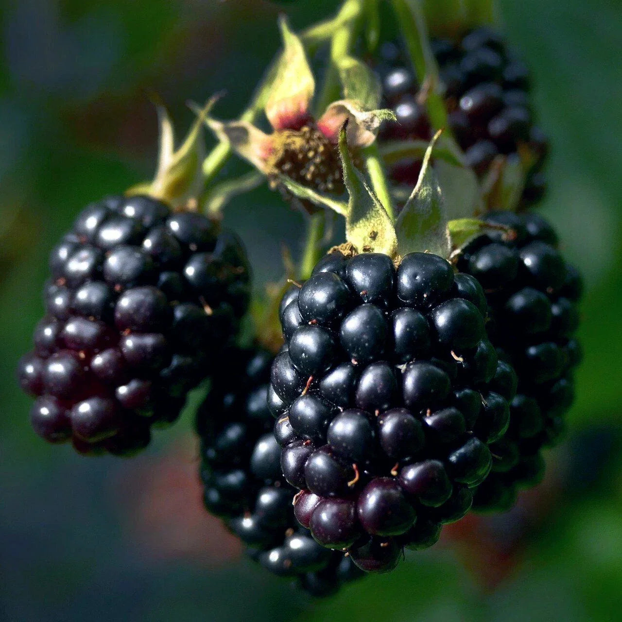 20 Blackberry Bush Seeds - Rubus allegheniensis - Hardy Fruit Plant Zone 3
