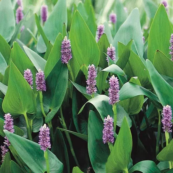Purple Pickerel Rush Plants Set of 2 – Aquatic Perennial, 6-8 Inches Tall, Pontederia cordata for Ponds & Water Gardens
