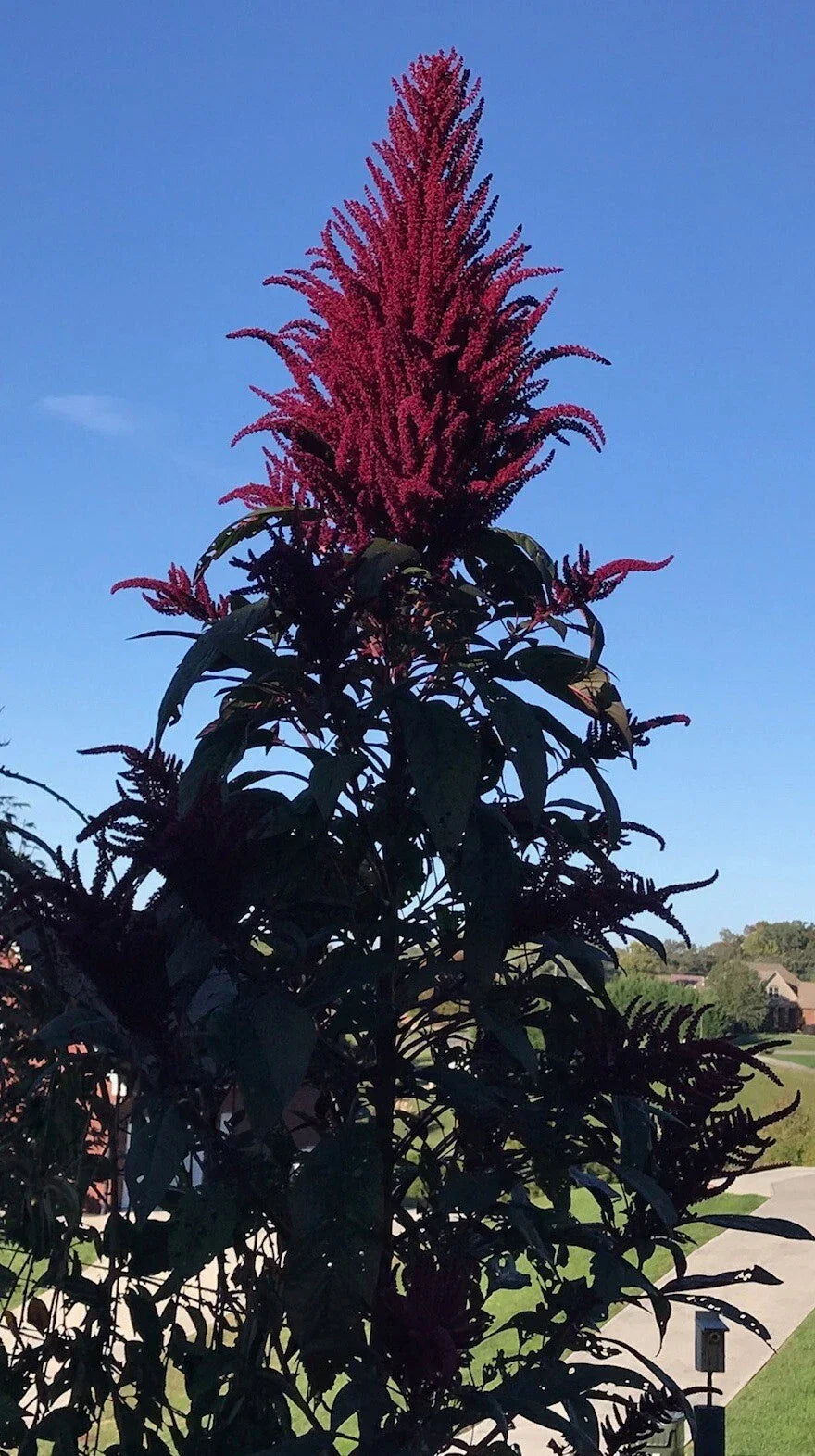 Amaranth Microgreens Seeds 1500 Count OPOPEO Red Non-GMO - Amaranthus hybridus