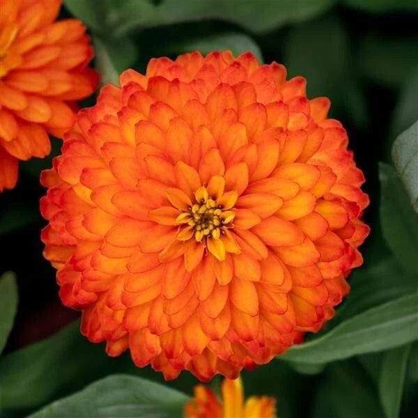 Zydeco Fire Zinnia Seeds - 100+ Pack | Vibrant Annual Flowers Zinnia elegans