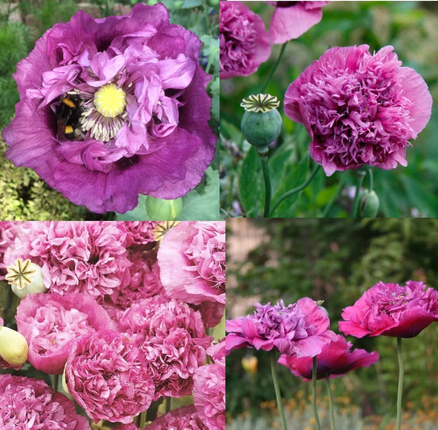 Poppy Seeds Violetta Blush 1000 Count Pink Purple Large Blooms Papaver somniferum Non-GMO