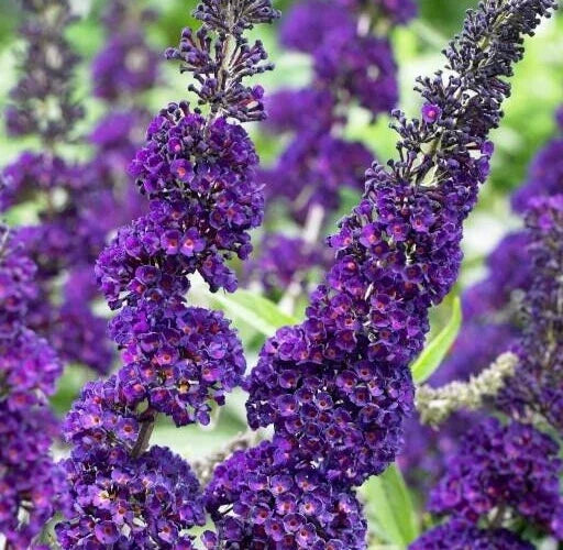 Buddleja Davidii Purple Butterfly Bush Unrooted Cuttings 6" Live Flower Plant Pack of 7