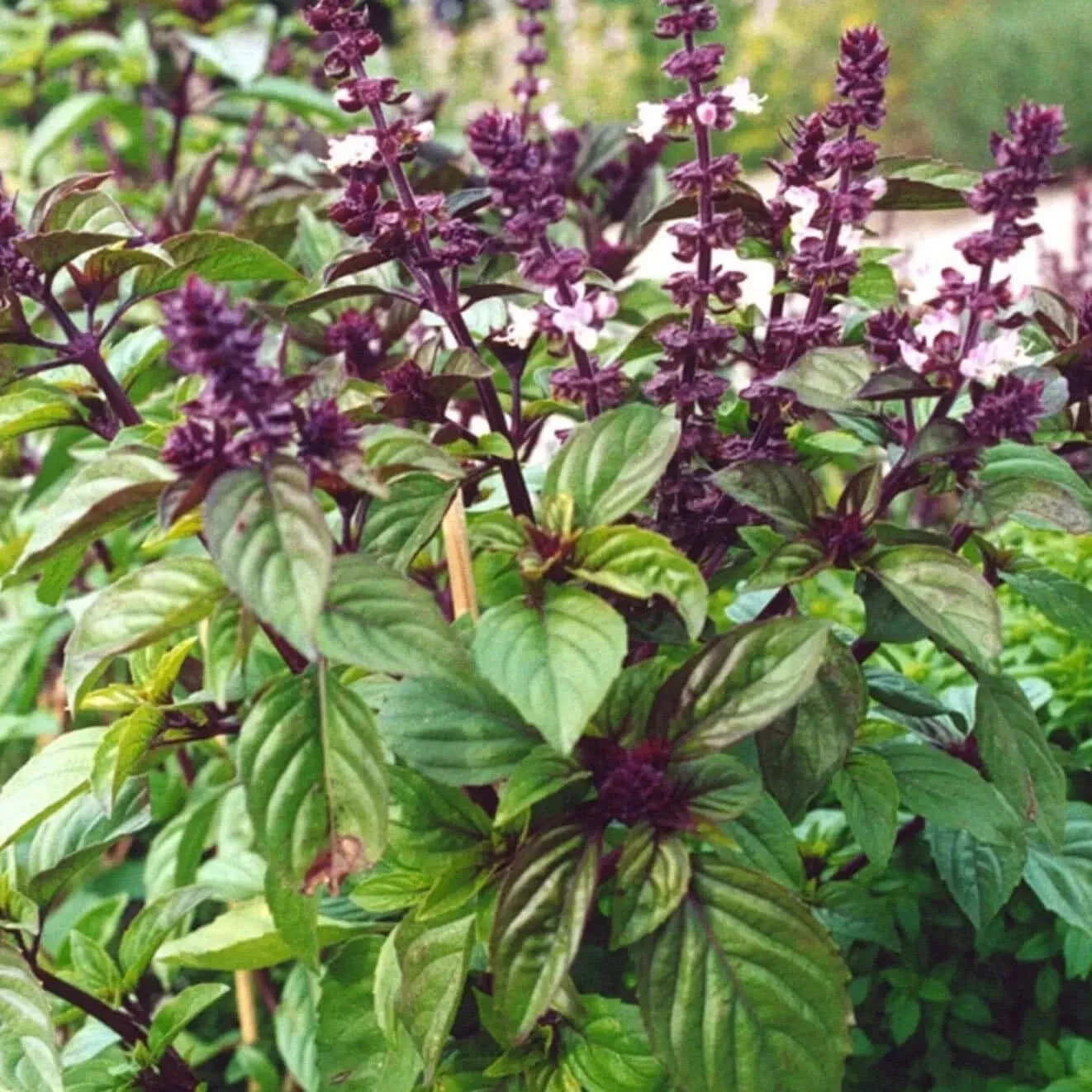 Licorice Basil Seeds – Thai Basil Herb, 50+ Seeds, Ocimum basilicum var. thyrsiflora, Annual Herb for Full Sun to Partial Shade