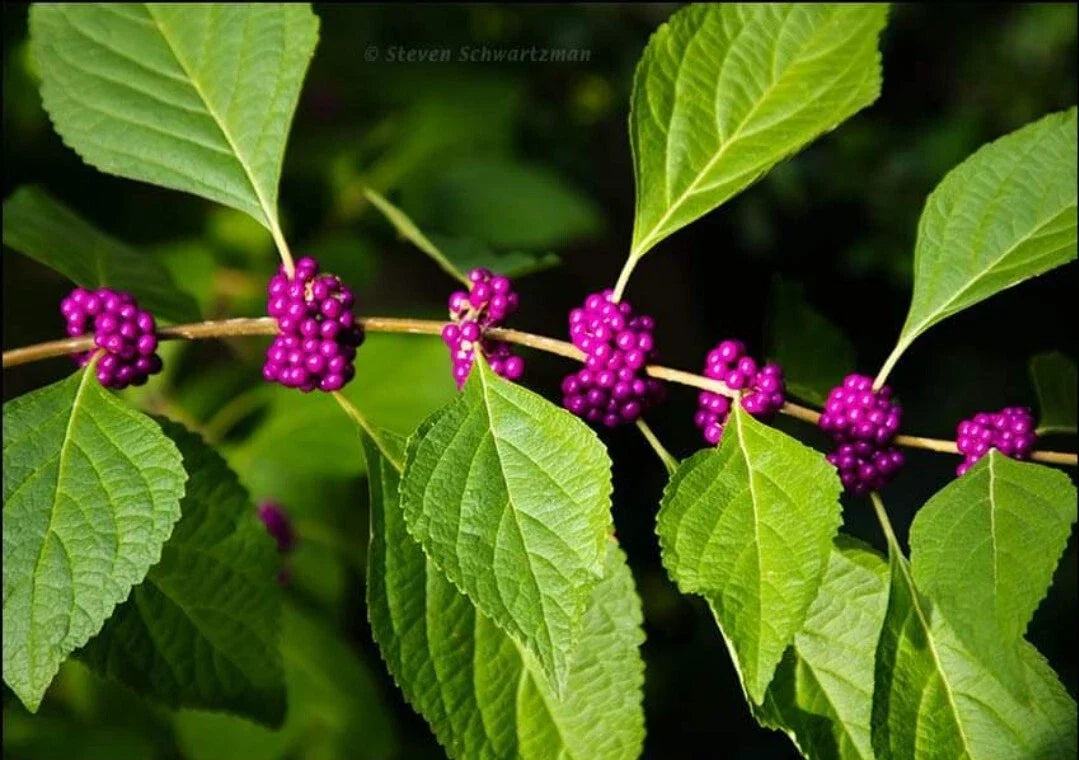 Organic American Beautyberry Seeds - 100+ Perennial Callicarpa Seeds for Garden