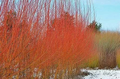 Flame Willow Trees 4 Pack - Vibrant Orange and Red Bark - Salix matsudana 'Flame' - Landscape, Garden, Foliage