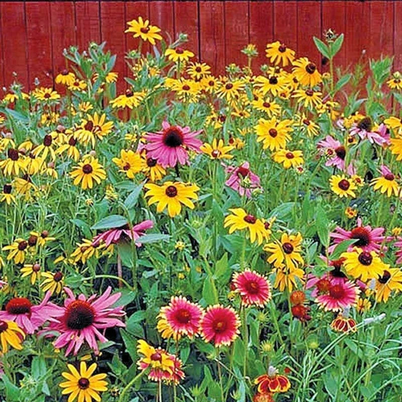 Pollinator Wildflower Seeds Mix – 4000+ Native Annual & Perennial Seeds for Bees & Butterflies