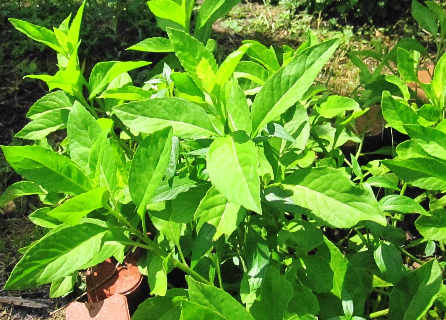 Gynura Procumbens Cuttings - Fully Rooted Longevity Spinach Herb - Sabungai Plant - 2 Pack