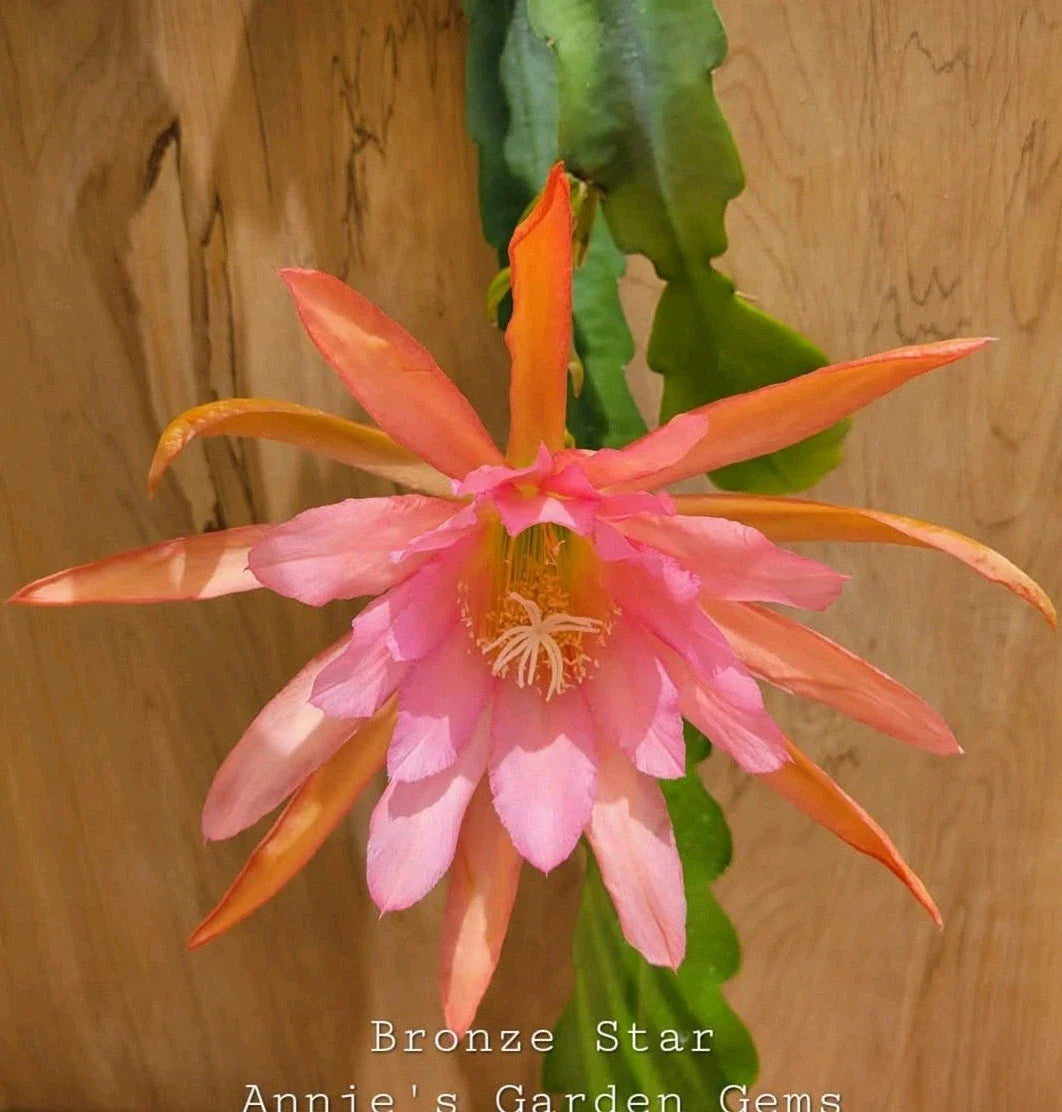 Epiphyllum Bronze Star Orchid Cactus - 4-Inch Well-Rooted Plant, Unique Bronze Star Flowers, Indoor Houseplant, Exotic Succulent
