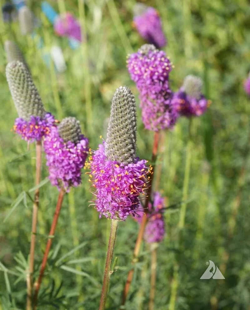 Purple Prairie Clover Seeds - Non-GMO Perennial Legume for Pollinators, 2000 Count, Dalea purpurea