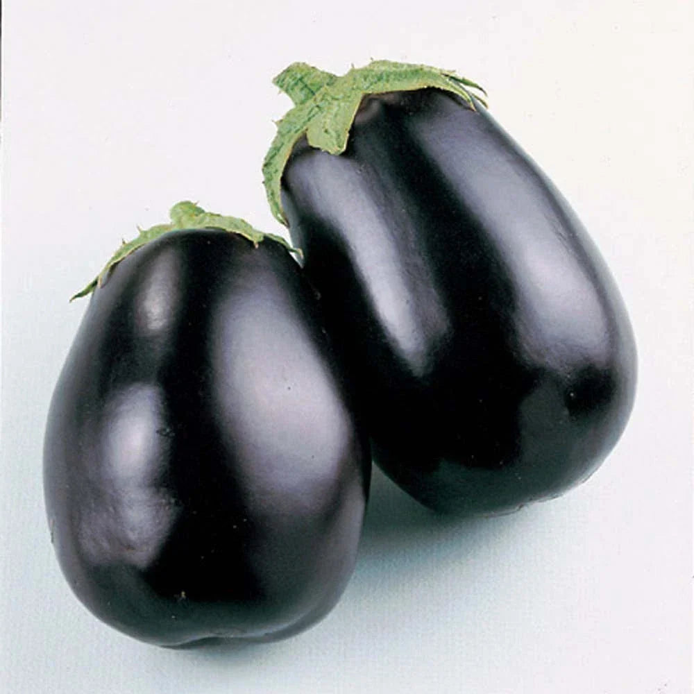 Black Beauty Eggplant Seeds - 50+ Non-GMO Solanum melongena Seeds