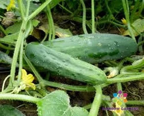 Marketmore 76 Cucumber Seeds – 25+ Non-GMO Cucumis sativus for Garden Planting, Vining, Full Sun, Easy to Grow