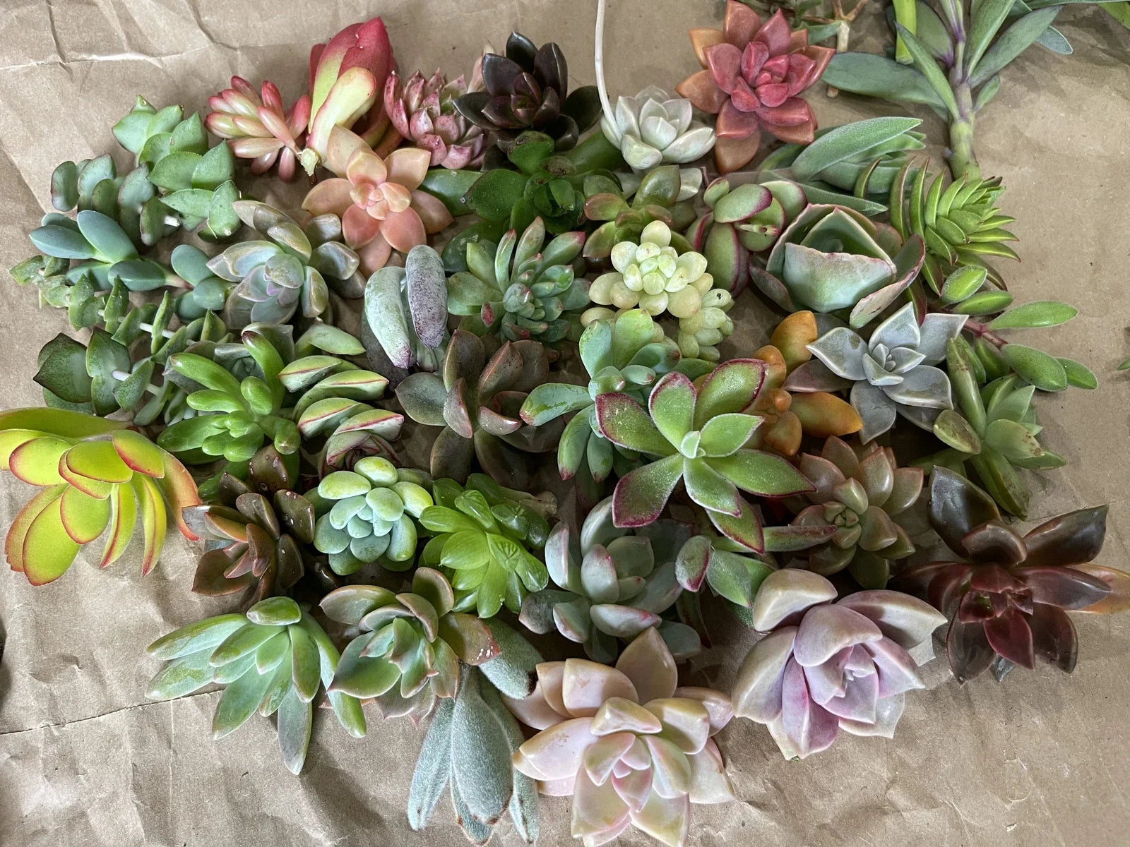 40 Colorful Plant Cuttings – Vibrant Varieties for Gardening & Propagation