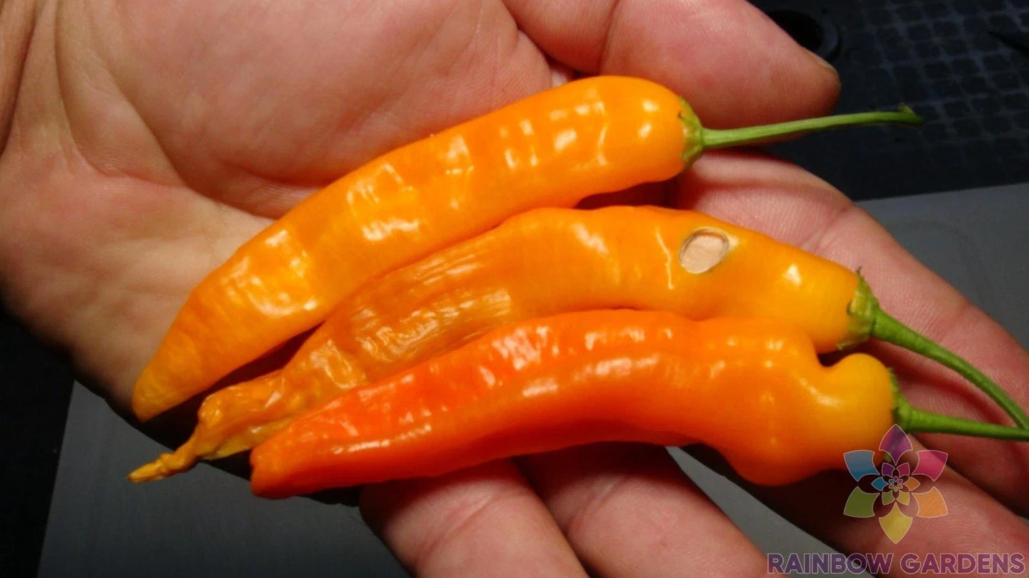 Aji Ahuachapau Hot Pepper Seeds - 25+ Pack, Capsicum baccatum, Heirloom, Garden Planting, Non-GMO, USA Grown