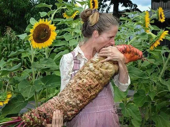 Mammoth Red Mangel Beet Seeds - 50 Beta vulgaris Large Bodacious Beets for Salads, Roasting & Juicing
