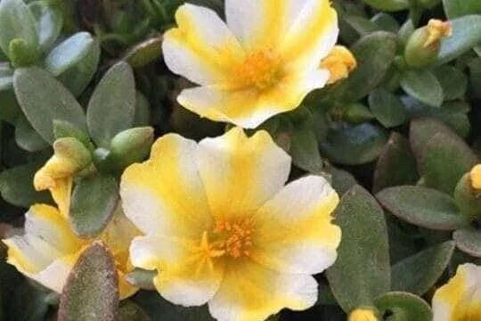 Portulaca Oleracea Seeds - Lemon Twist Colorful Purslane Ground Cover Plant - Drought-Tolerant, Edible, Low-Growing Succulent