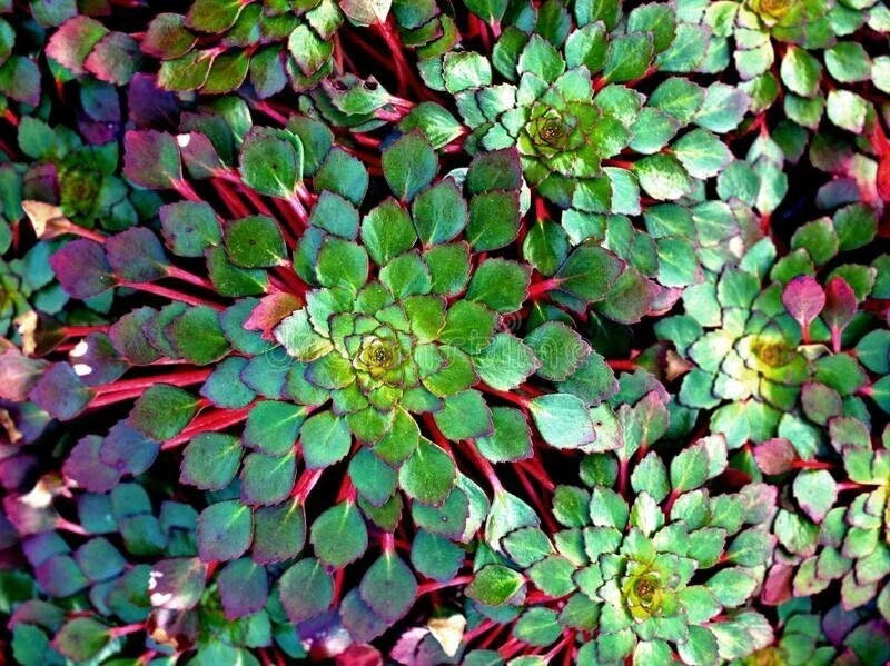 Mosaic Plant Set of 2 - Ludwigia Sedioides - Live Aquarium & Pond Aquatic Plants