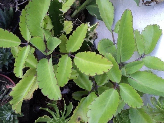 Miracle Plant Cuttings - 6 Bryophyllum pinnatum Stems for Easy Indoor & Outdoor Growth