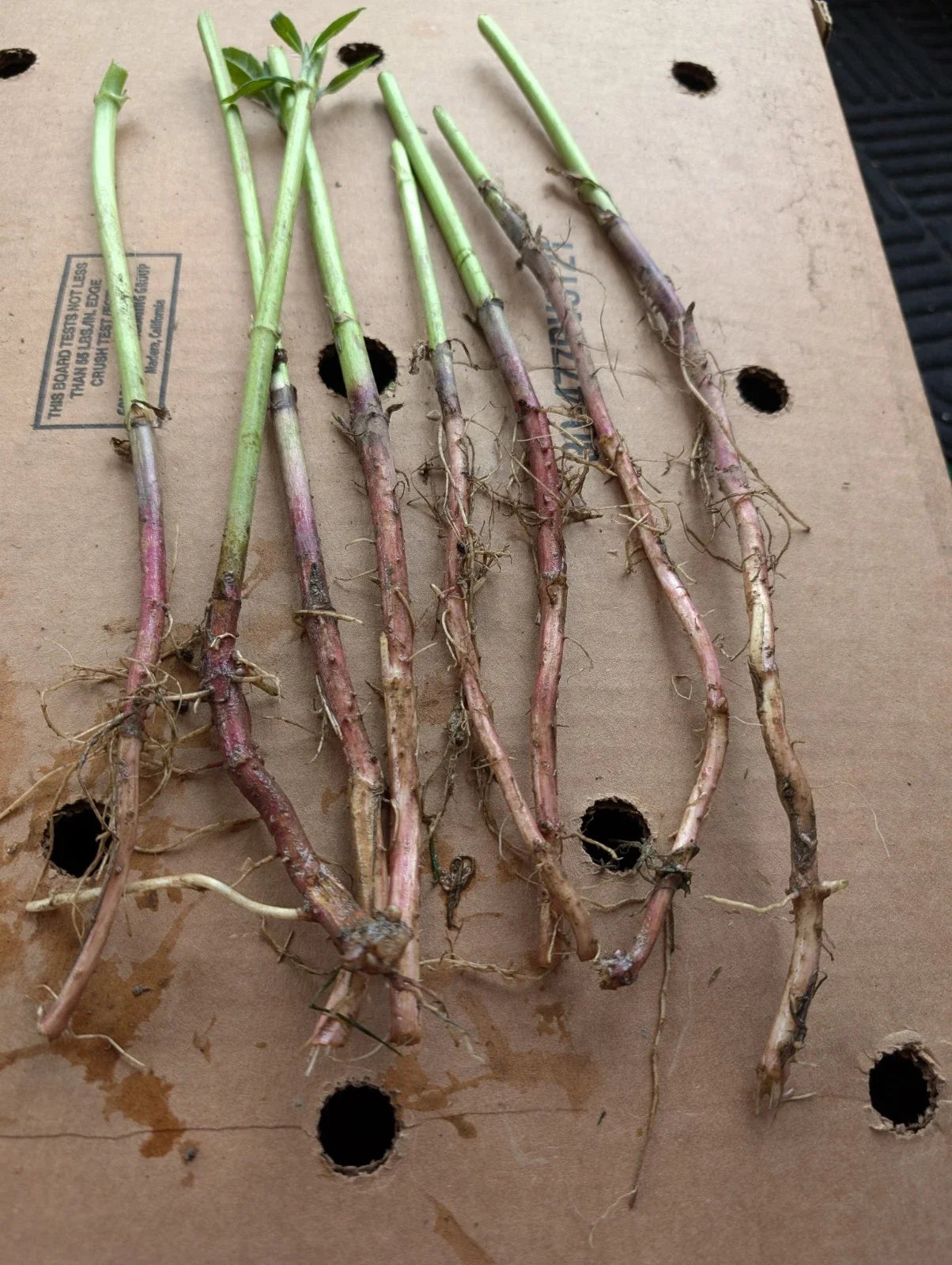 Red Organic Jerusalem Artichoke Roots for Planting, Helianthus tuberosus, Small & Medium Tubers, 7+1 Free