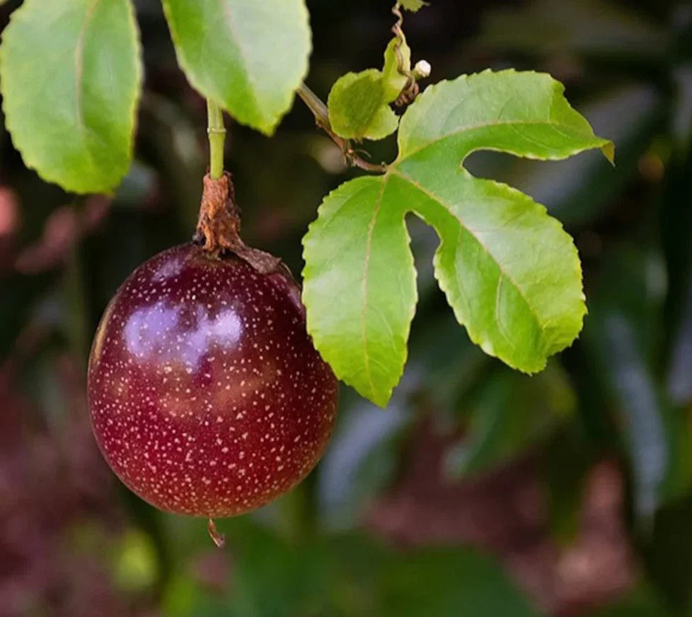 Live Purple Passionfruit Plant - 4-6 Inches Tall - Rooted Passiflora edulis Vine - Edible Fruit, Climber, Garden or Patio Plant