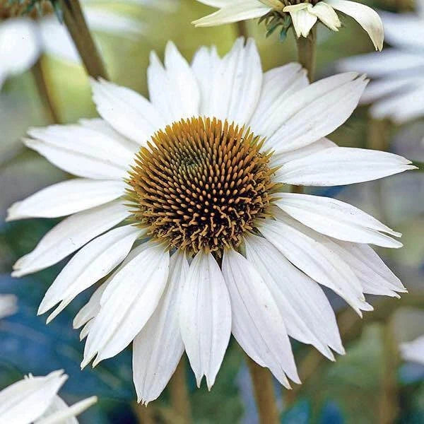 White Swan Coneflower Seeds | Non-GMO Echinacea purpurea | White Flowers for Gardens, Borders & Containers