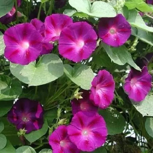 Morning Glory Seeds - Crimson Rambler Variety - 75 Seeds - Ipomoea purpurea