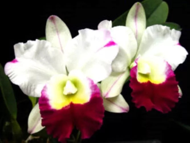 Cattleya Orchid Plant 2.5" Pot Rlc. Memoria Anna Balmores 'Carmela' Pink Purple Blooms