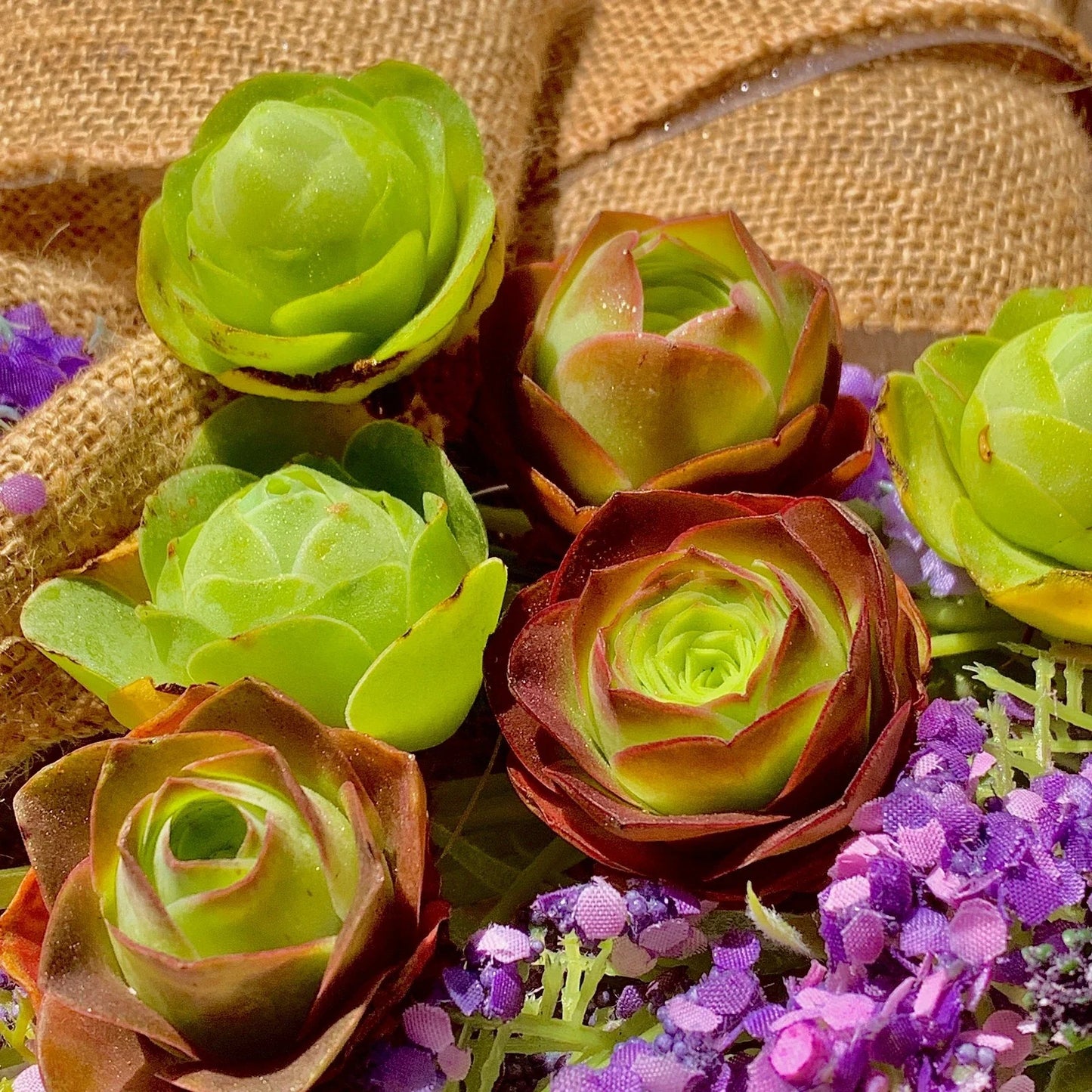 Mountain Rose Succulent Set - 6-Pack Echeveria 'Perle von Nurnberg' Indoor Garden Decor, Small Succulents, Houseplants