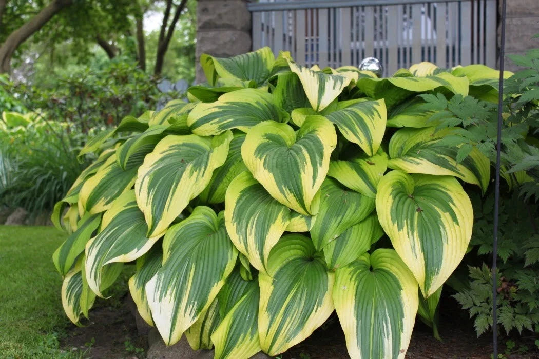 Hosta Golden Crown - Gold Edged Perennial Shade Plant - Hosta hybrid for Borders & Containers