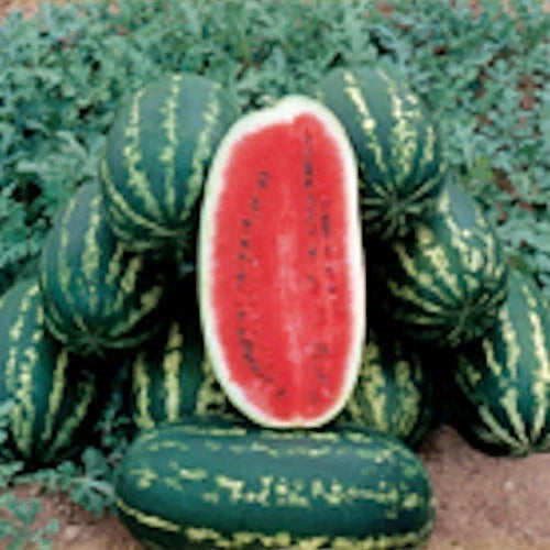 Watermelon Seeds, Heirloom, Citrullus lanatus, for Planting, Large, Juicy, Sweet Fruit, Garden, Backyard, Non-GMO