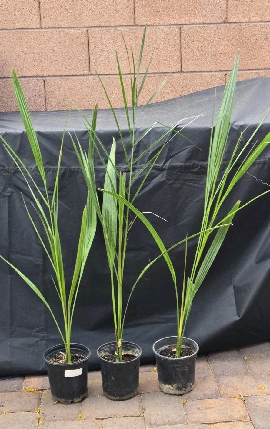 7" Potted Medjool Date Palm Tree Phoenix Dactylifera Indoor Outdoor Live Plant, Tropical Decor