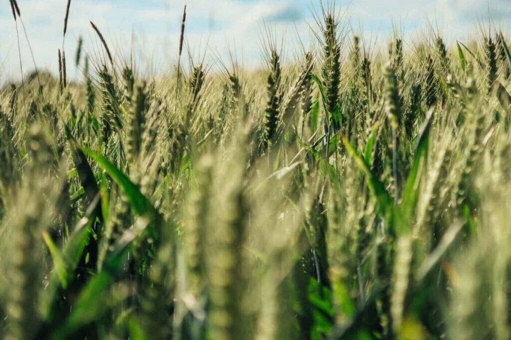 Einkorn Wheat Seeds - 1000+ Organic Heirloom Non-GMO Triticum monococcum