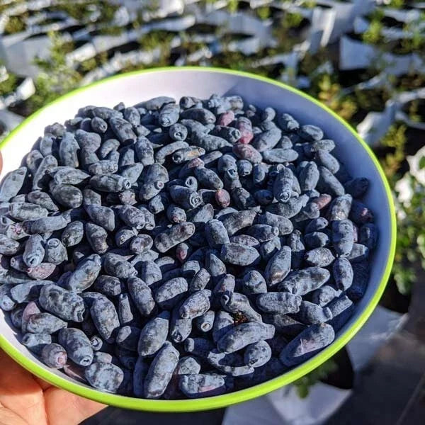 Indio Treat Honeyberry Plant - Edible Shrub, Zones 3-8, Lonicera caerulea var. edulis, Sweet Berries, Hardy Bush
