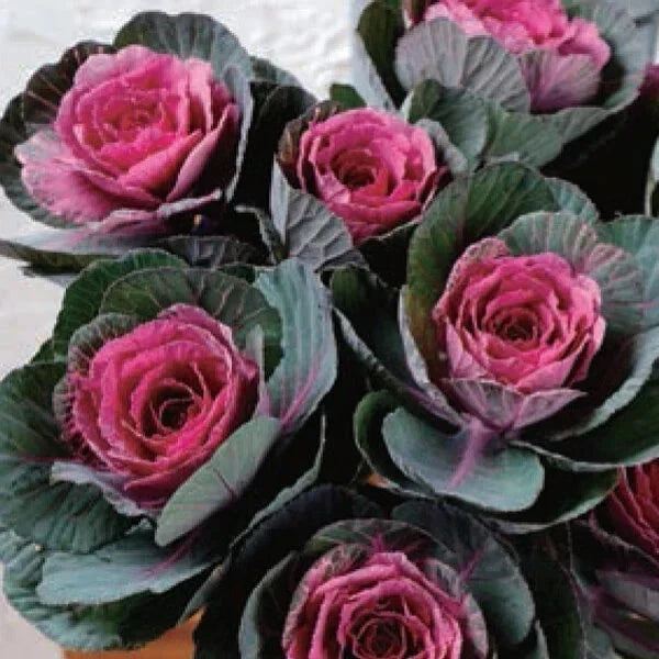 Condor Red Ornamental Kale Seeds – Organic Brassica oleracea var. acephala – Vibrant Red & Green Foliage – 10 Seeds, USA Grown
