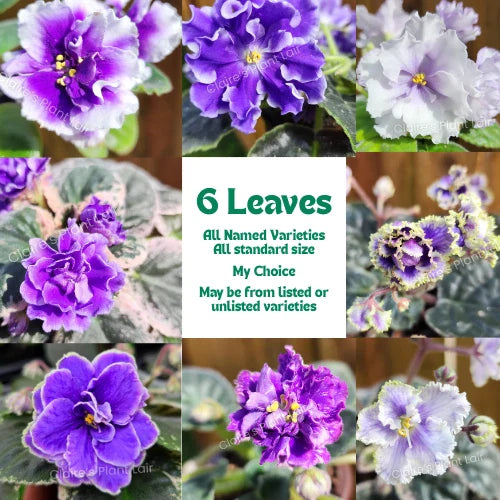 African Violet Leaf Propagation Set - 6 Standard Leaves - My Choice Variety - Saintpaulia ionantha