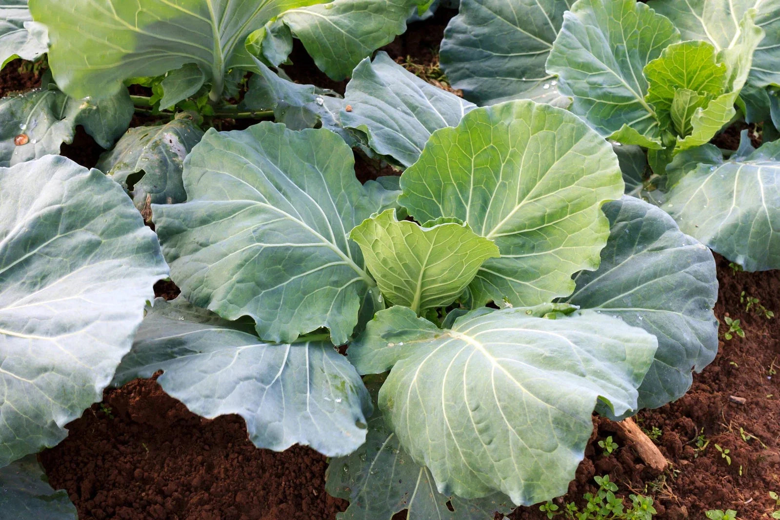 Morris Collard Seeds Non-GMO Heirloom Brassica oleracea var. viridis Gardening Seeds, Leafy Greens, Vegetable Seeds