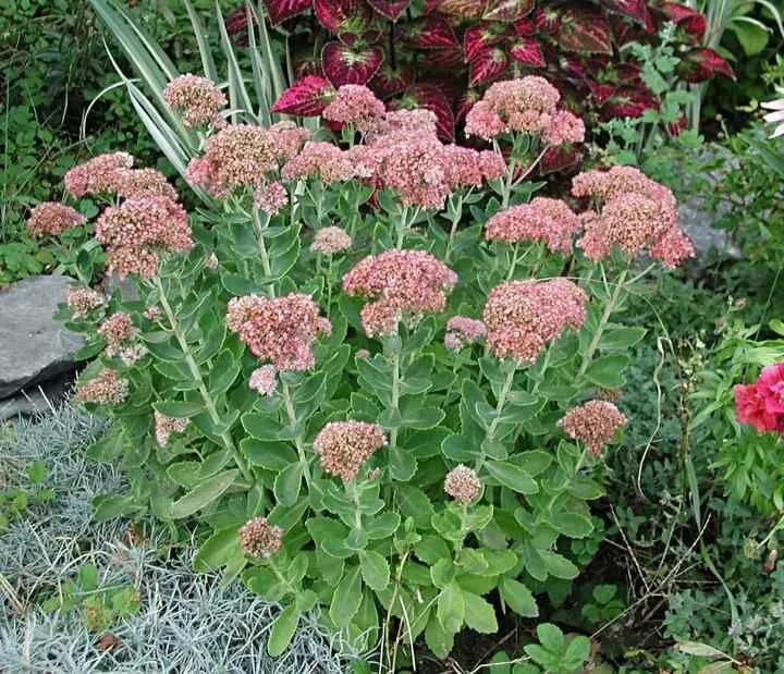 Sedum Never Die Plant Starter in 4 Inch Pot - Drought Tolerant, Low Maintenance, Ground Cover, Container Plant - Sedum spp.