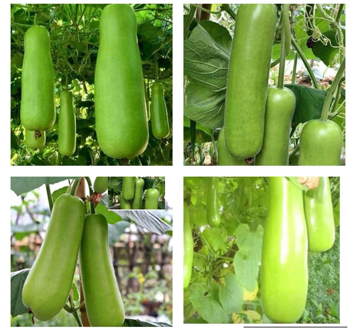 Bottle Gourd Seeds - Heirloom Upo Calabash - Organic Vegetable Garden Seeds - Lagenaria siceraria, Climbing Vine, 50+ Seeds