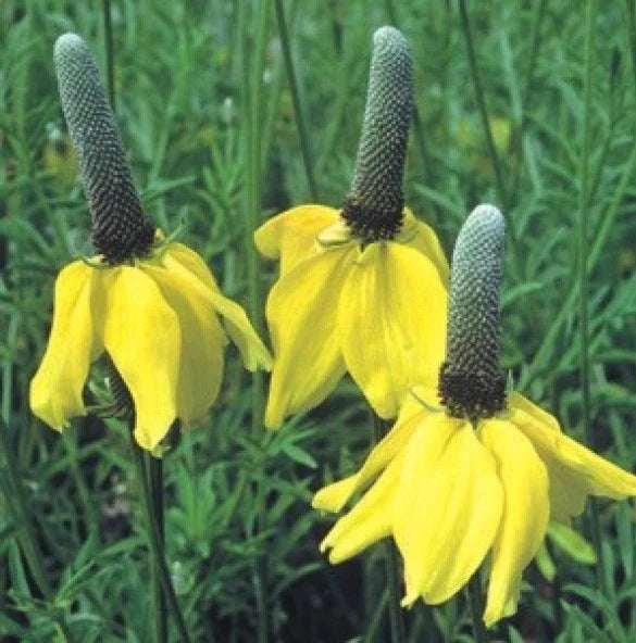 Yellow Prairie Coneflower Seeds - Ratibida columnaris - Perennial Flower Seeds for Pollinators, Drought-Tolerant, Full Sun, 100 Seeds